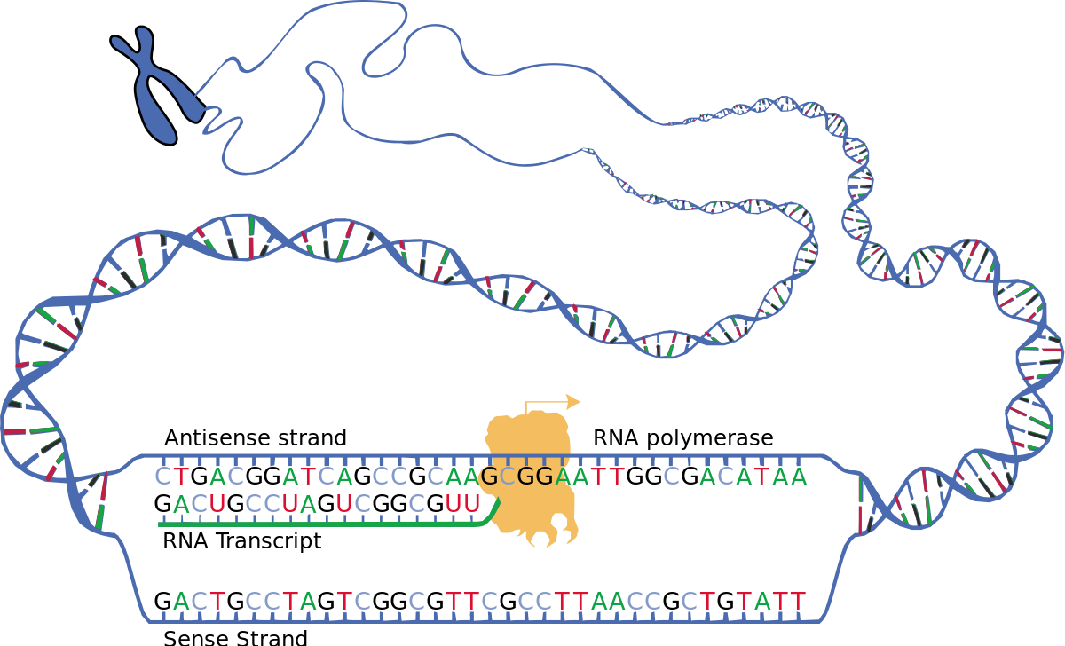 Transkription - 1. Schritt der Proteinbiosynthese